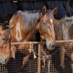 Fejn kull żiemel jingħata ċans ieħor fil-ħajja