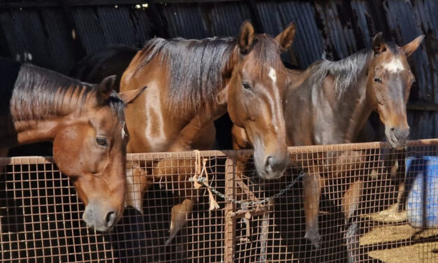 Fejn kull żiemel jingħata ċans ieħor fil-ħajja