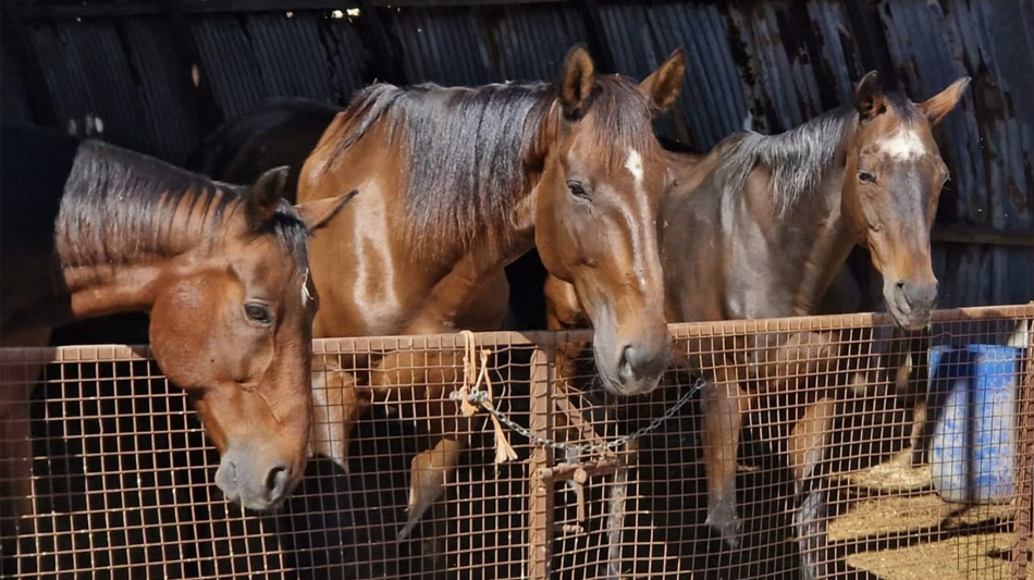 Fejn kull żiemel jingħata ċans ieħor fil-ħajja