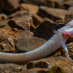 Il-Proteus jew il-‘ħuta umana’