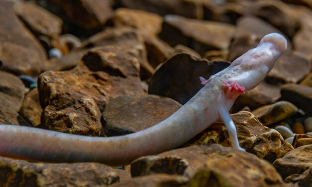 Il-Proteus jew il-‘ħuta umana’