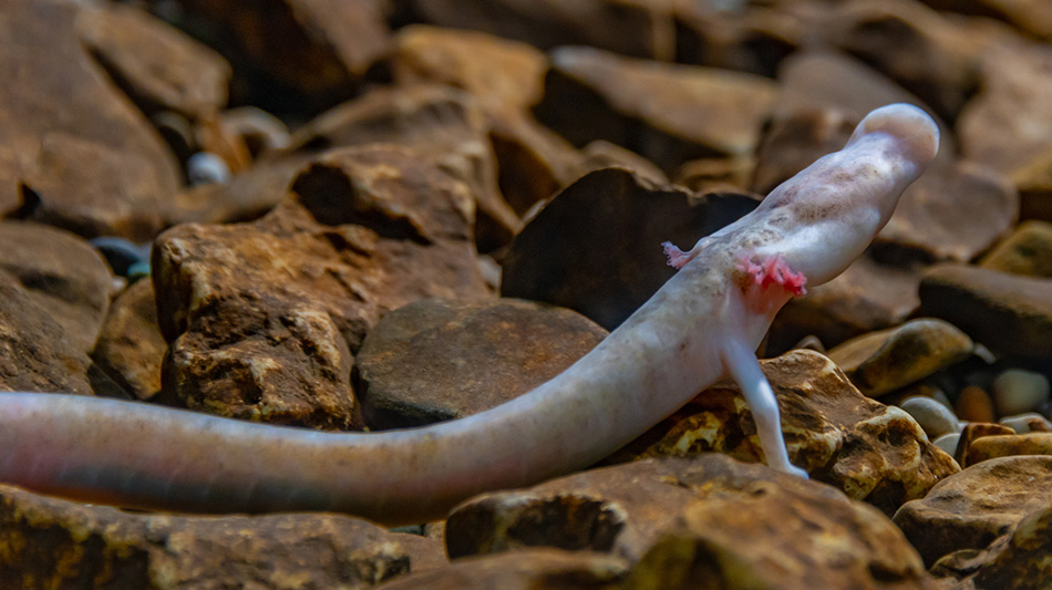 Il-Proteus jew il-‘ħuta umana’