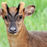 Iċ-ċerv li jinbaħ