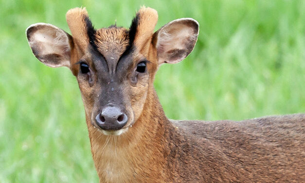 Iċ-ċerv li jinbaħ