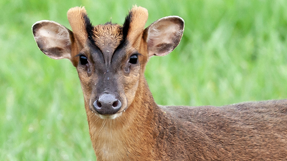 Iċ-ċerv li jinbaħ