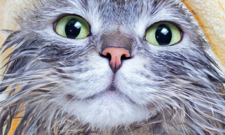 Is-sejħa li salvat ħajja