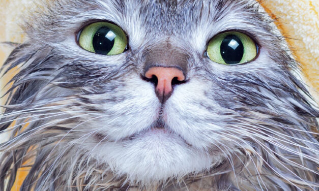 Is-sejħa li salvat ħajja