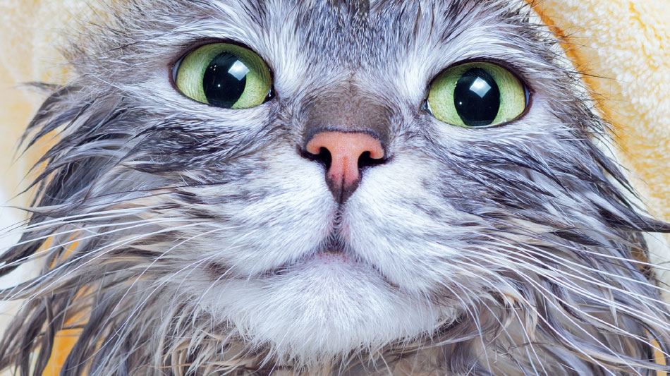 Is-sejħa li salvat ħajja